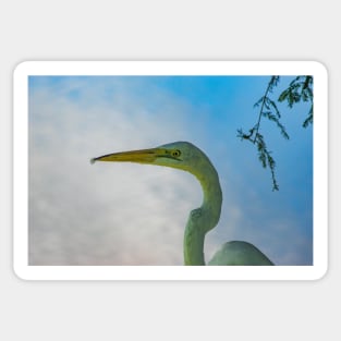 Great egret of Florida Sticker